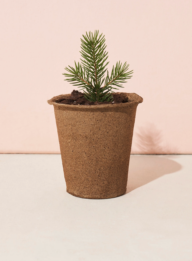 Modern Sprout • Loblolly Pine